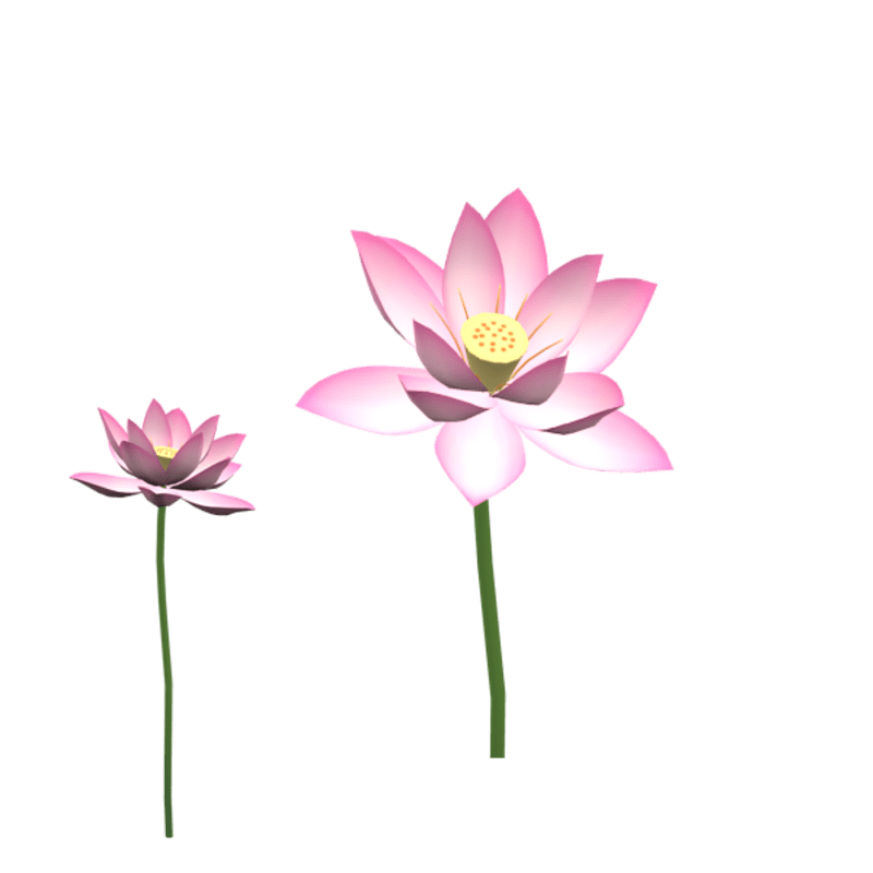 lotus flower 4
