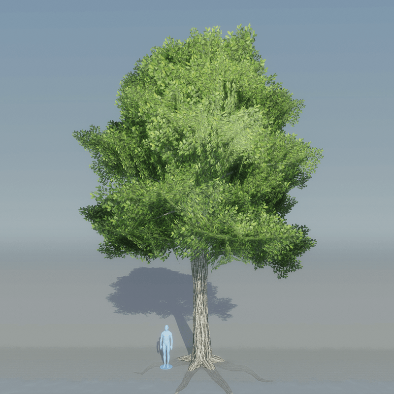 Oak Tree 1 With Roots