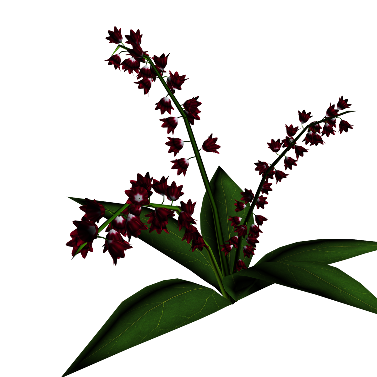 Lily of Valley Plant 16
