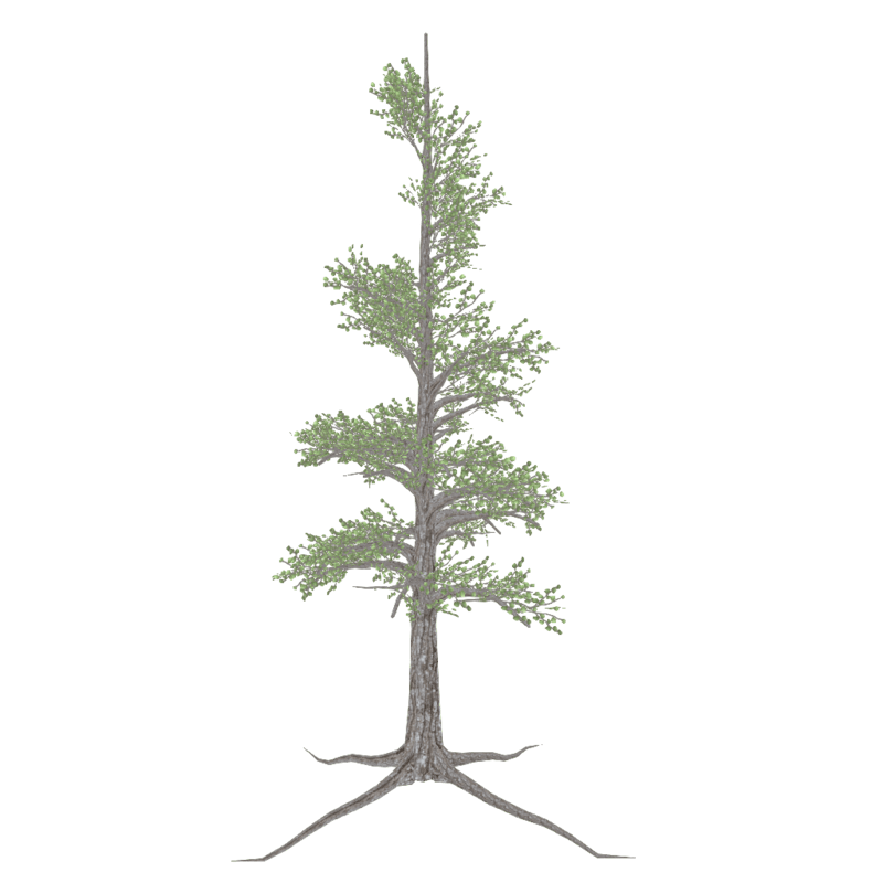 Sycamore Tree Spiral - SPRING