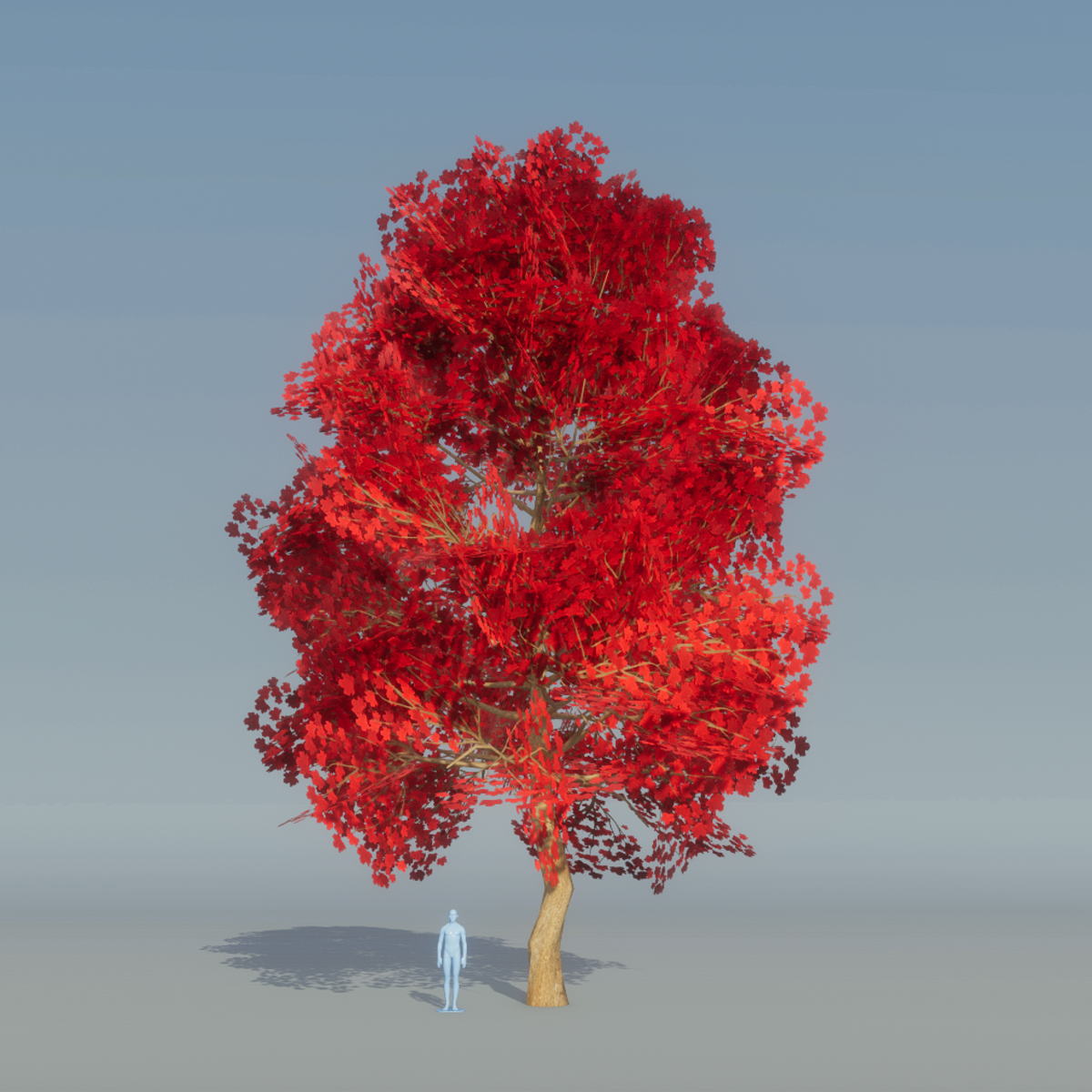 Maple Tree red 2