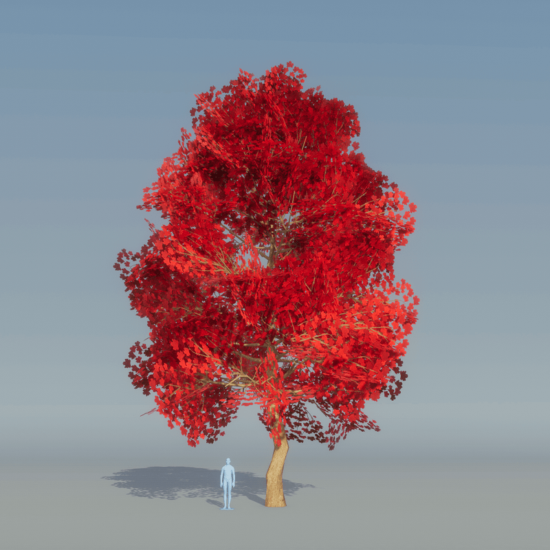 Maple Tree red 2