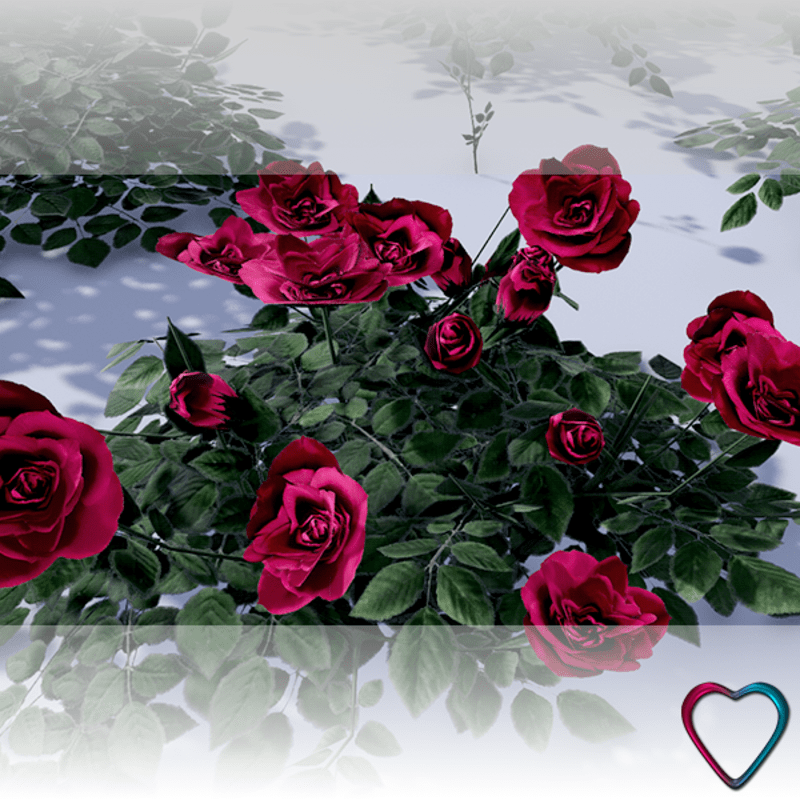 Rose Flowers - HotPink