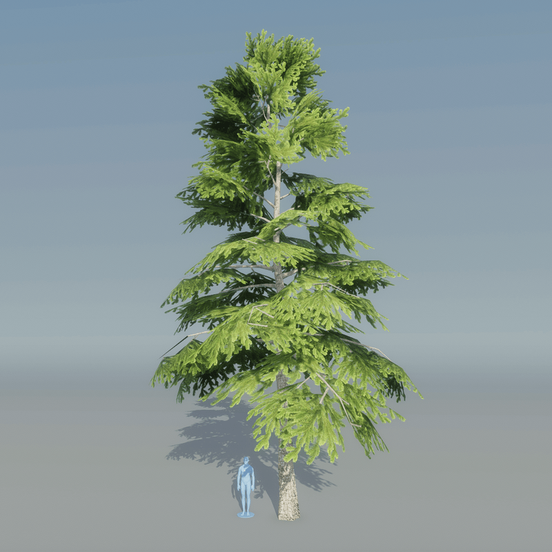 Fir Tree 2