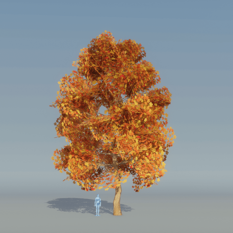 Maple Tree autumn B 3