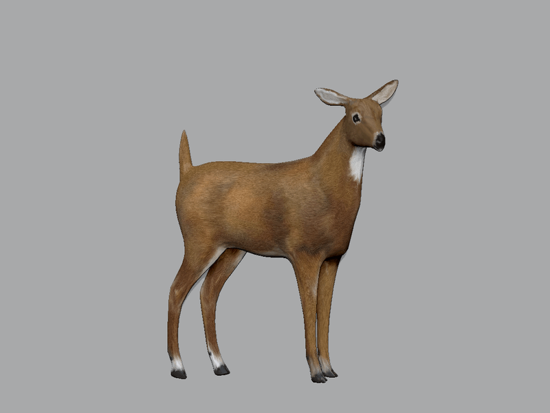 Doe Deer looking right