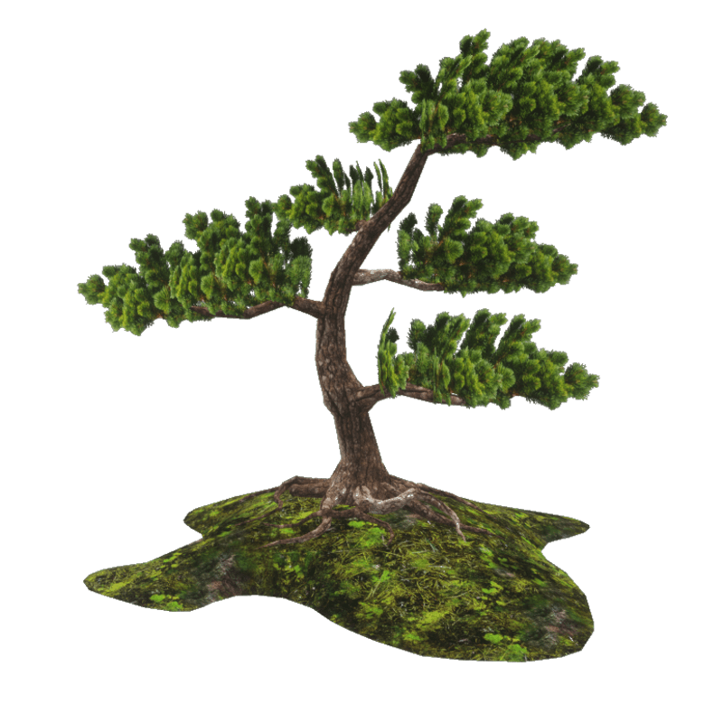 Japan Pine