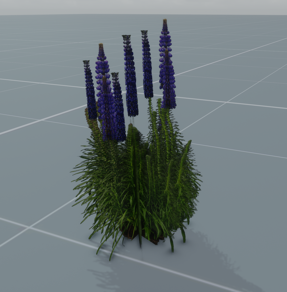 Wild Perennial Lupine