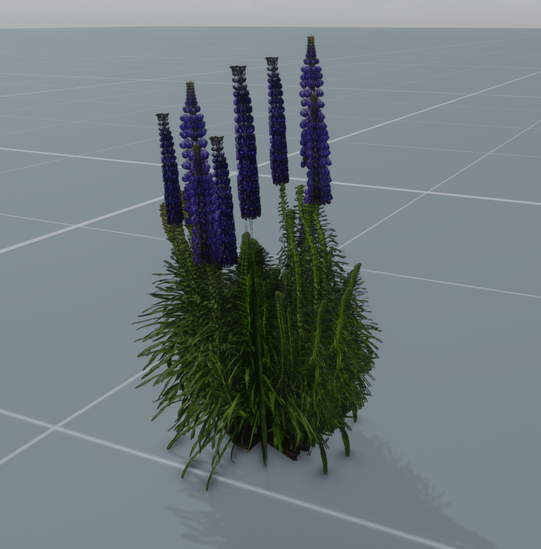 Wild Perennial Lupine