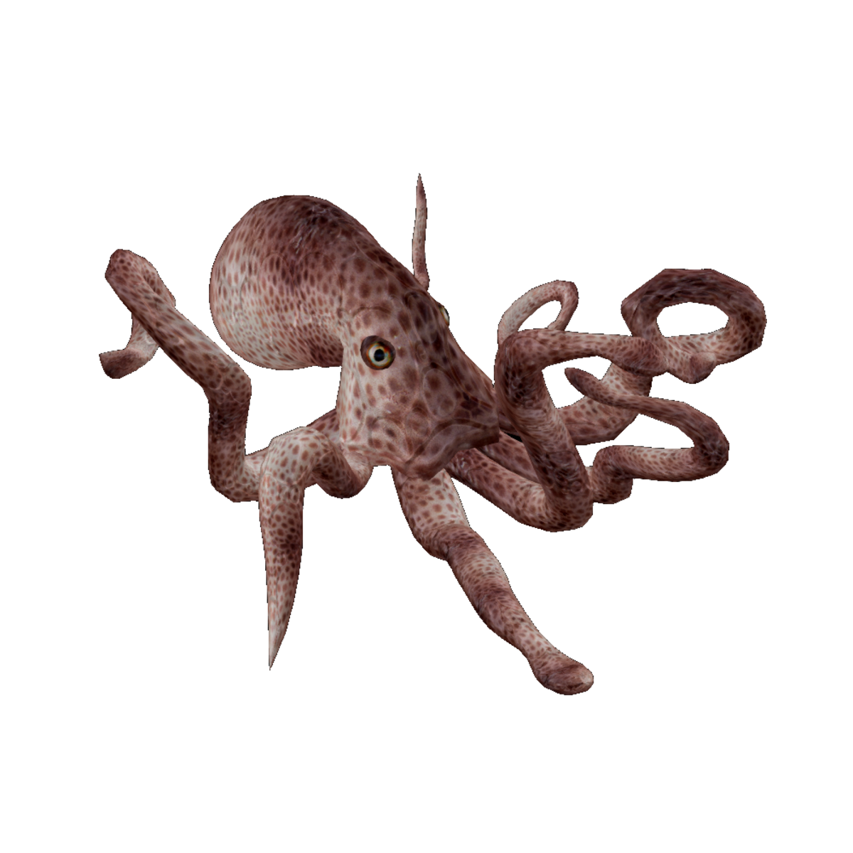 Coral Riff Octopus