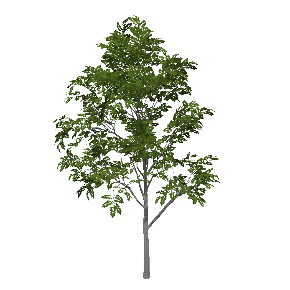 Ash Tree 4 (Low Detail)