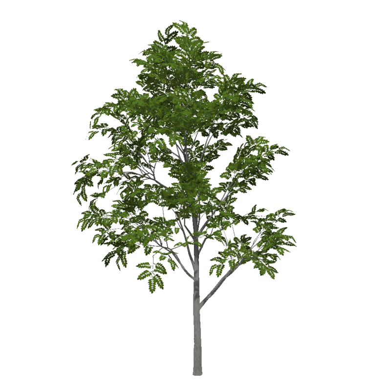 Ash Tree 4 (Low Detail)