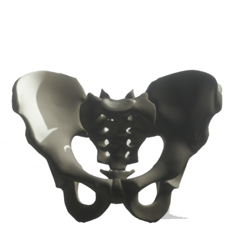 Skeleton PELVIS - Collision
