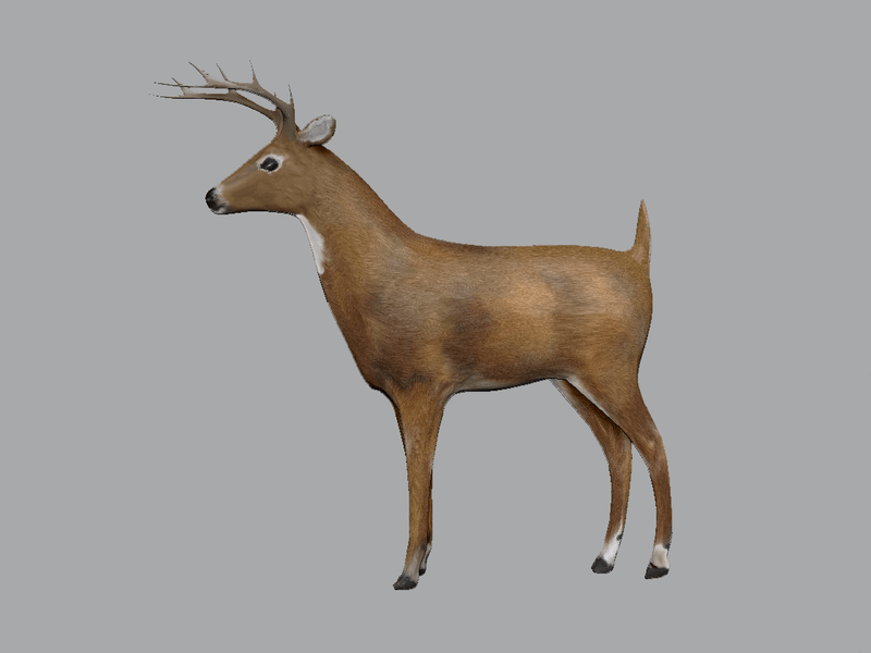 Buck Deer Standing