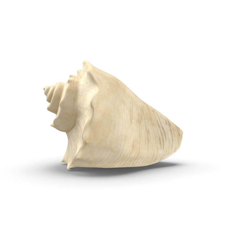 Conch Shell
