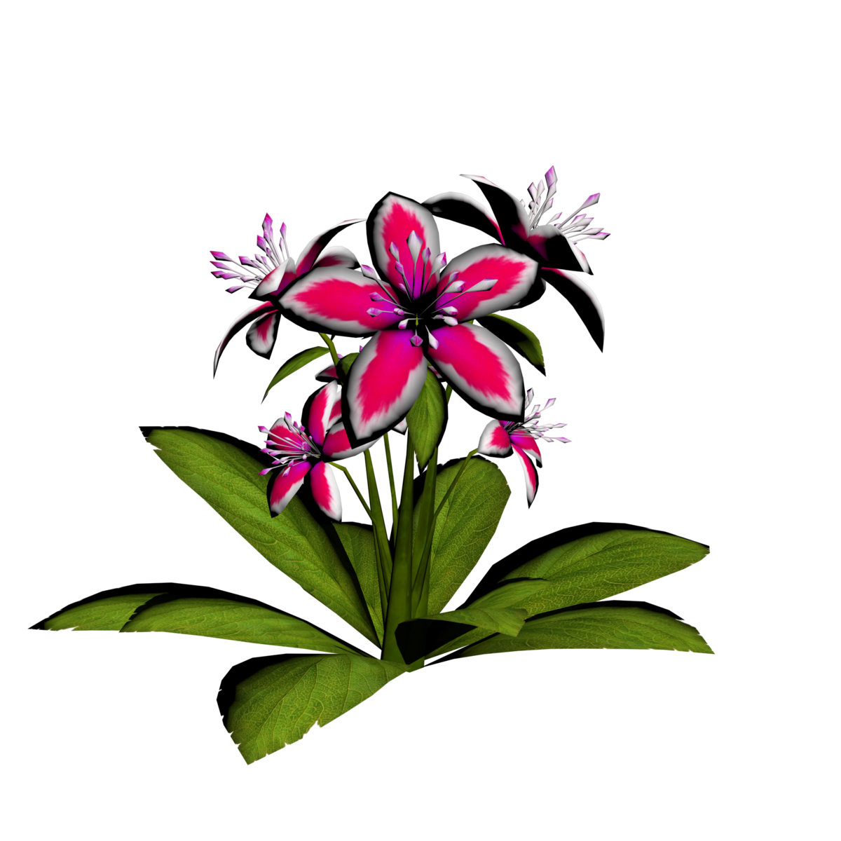 Lily Plant 14