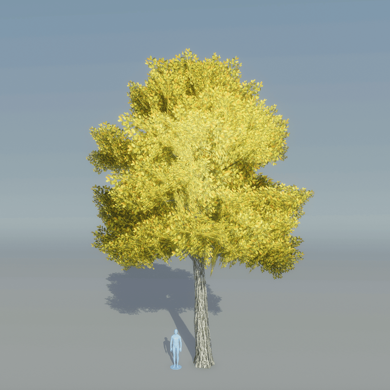 Oak Tree 5 (yellow)