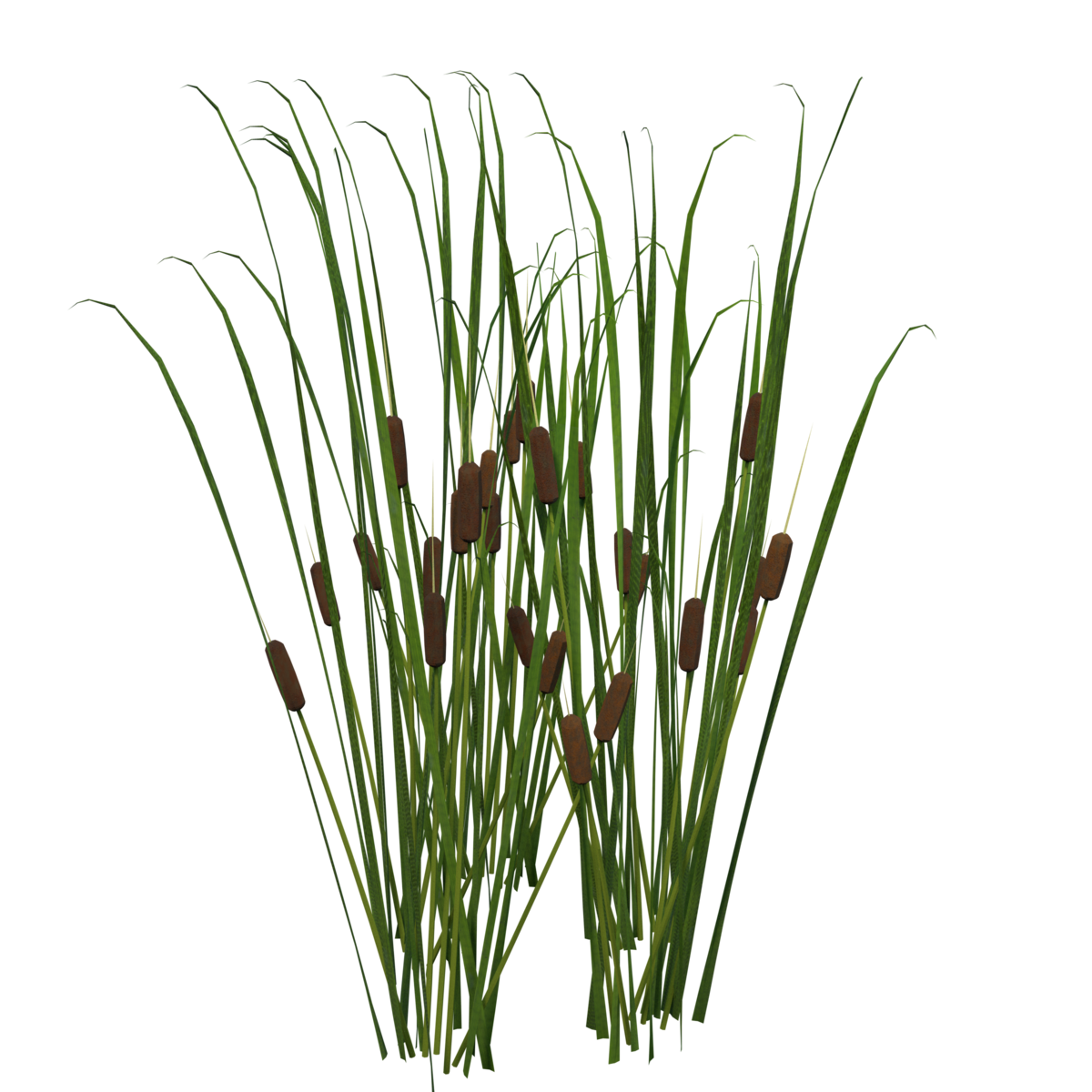 Plant Cattail Group