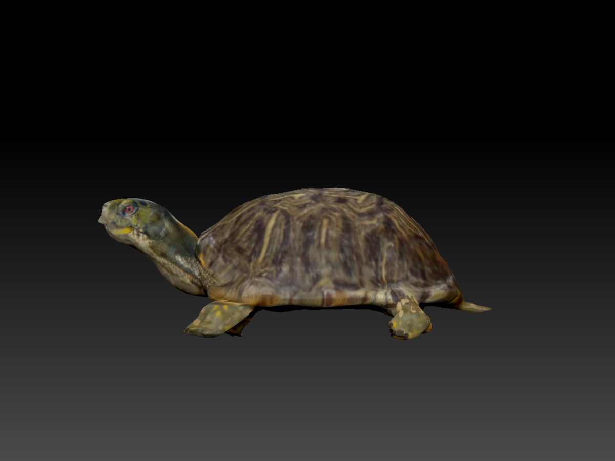 TURTLE