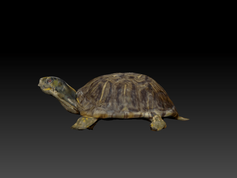 TURTLE
