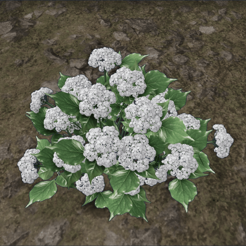 HYDRANGEA_PLANT_WHITE