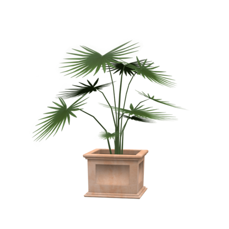potted house plant 2