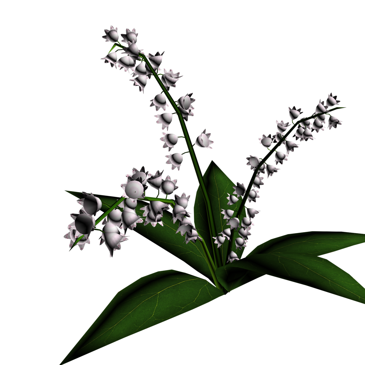 Lily of Valley Plant 11