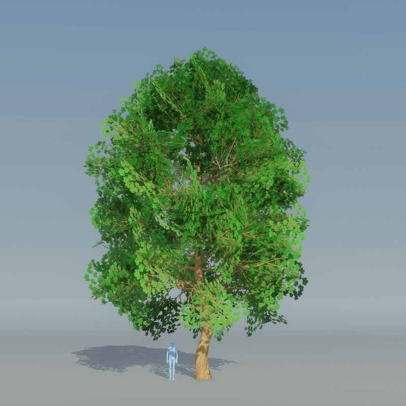 Maple Tree Dark Green 1