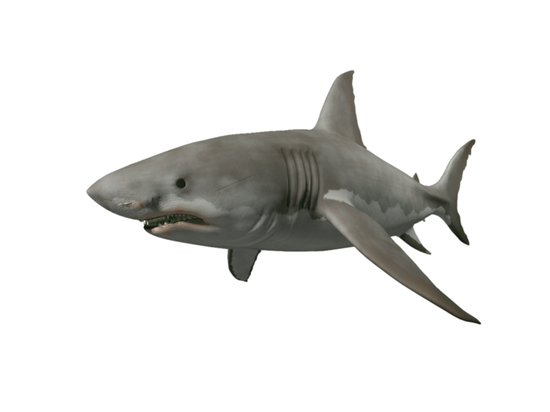 Great White Shark