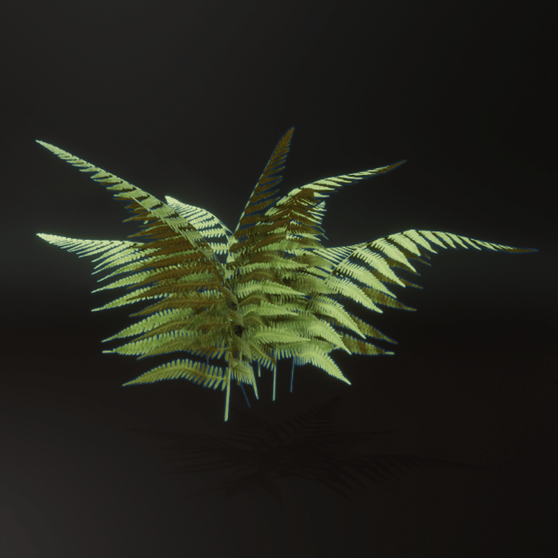 Fern