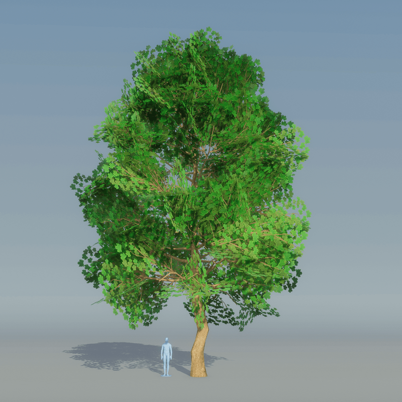 Maple Tree dark Green 2