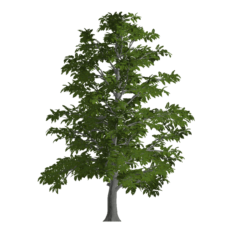 Old Ash Tree 2 (Billboard)