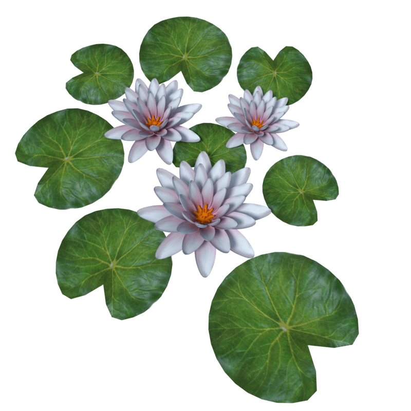 Plant Waterlily Pink Gradient