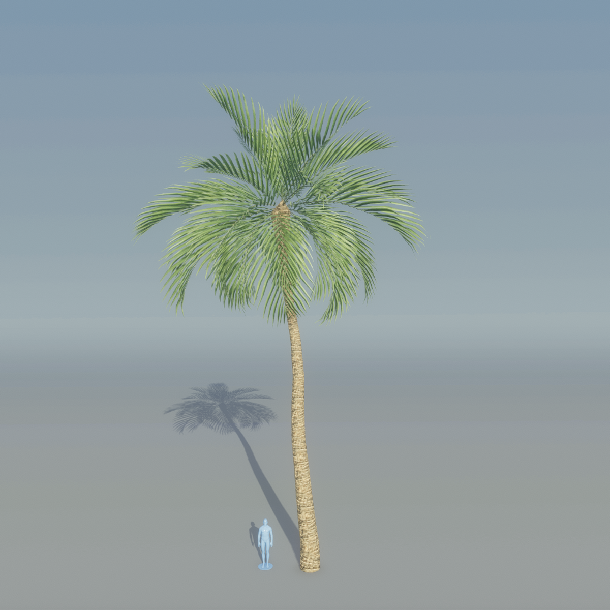 Queen Tree Palm 5