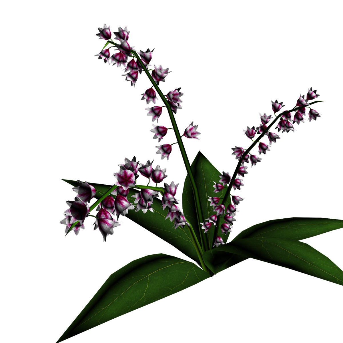 Lily of Valley Plant 15