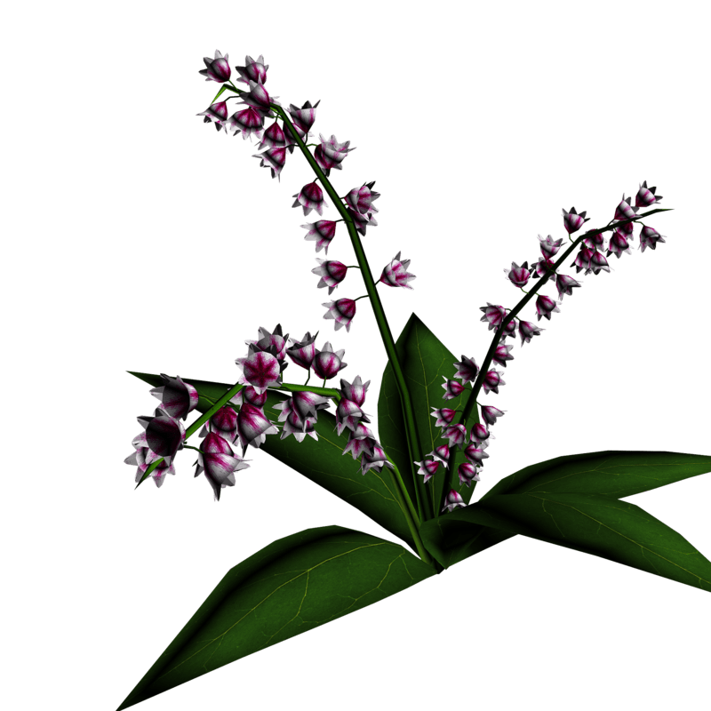 Lily of Valley Plant 15