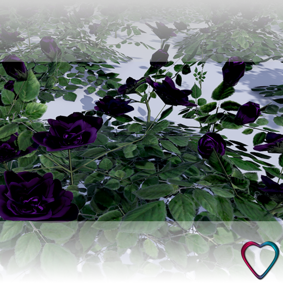 Rose Flowers - Violet