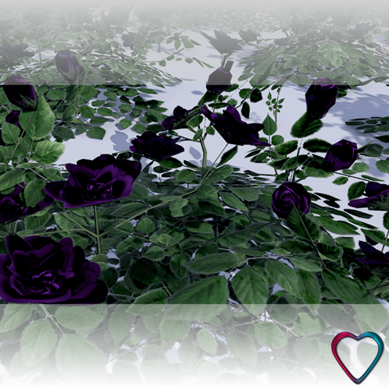 Rose Flowers - Violet