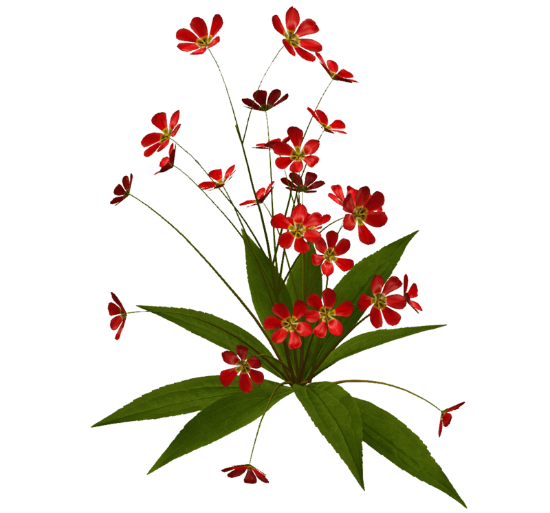 Small Plant - Flowers Red