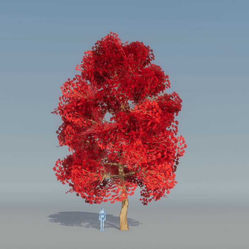 Maple Tree Red 3