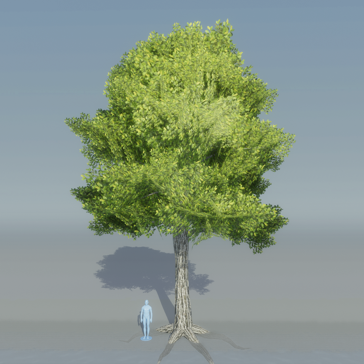 Oak Tree 1 with roots (Light Green)