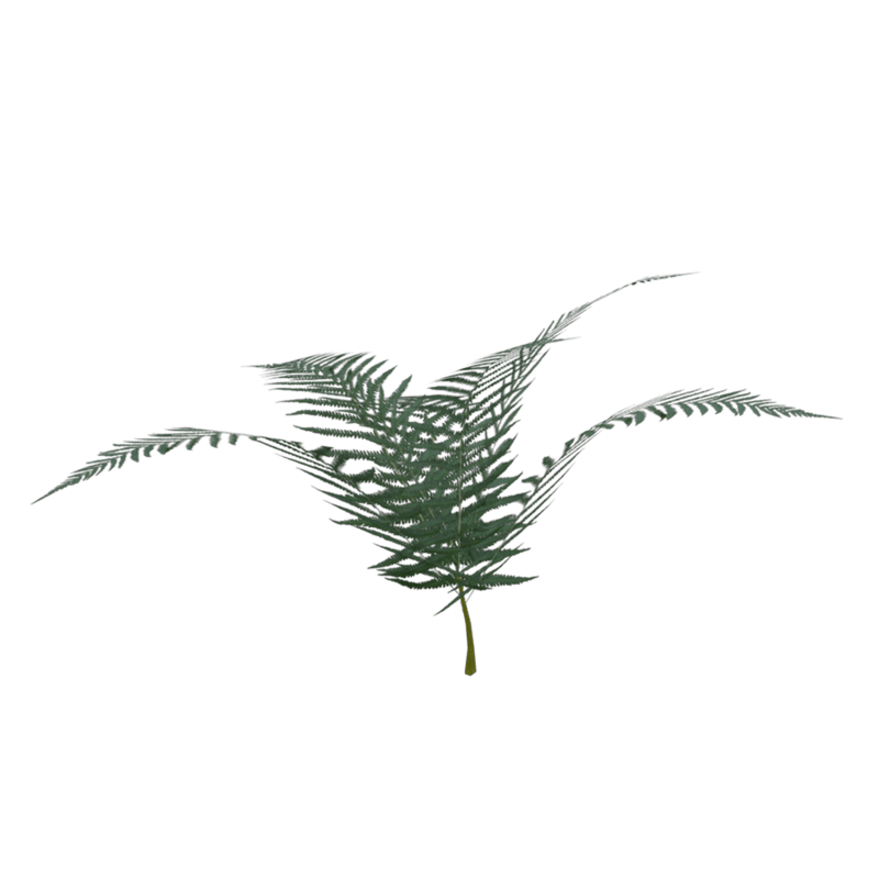 Fern03