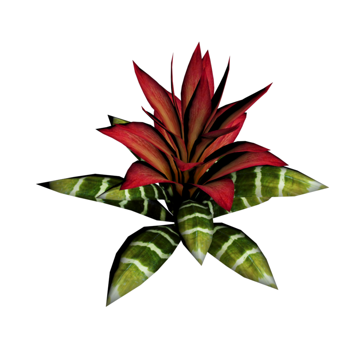 Bromeliad Plant 17