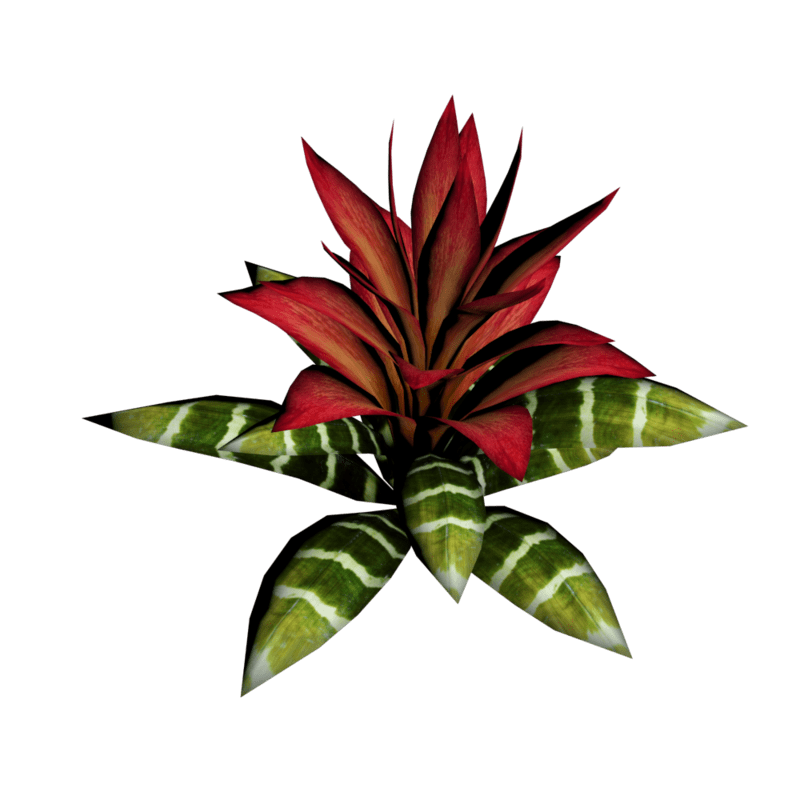 Bromeliad Plant 17