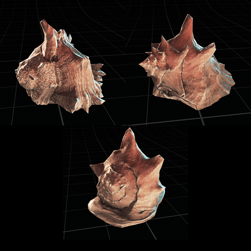 Polygon ~ Snail Shell - Collection of 3 variation