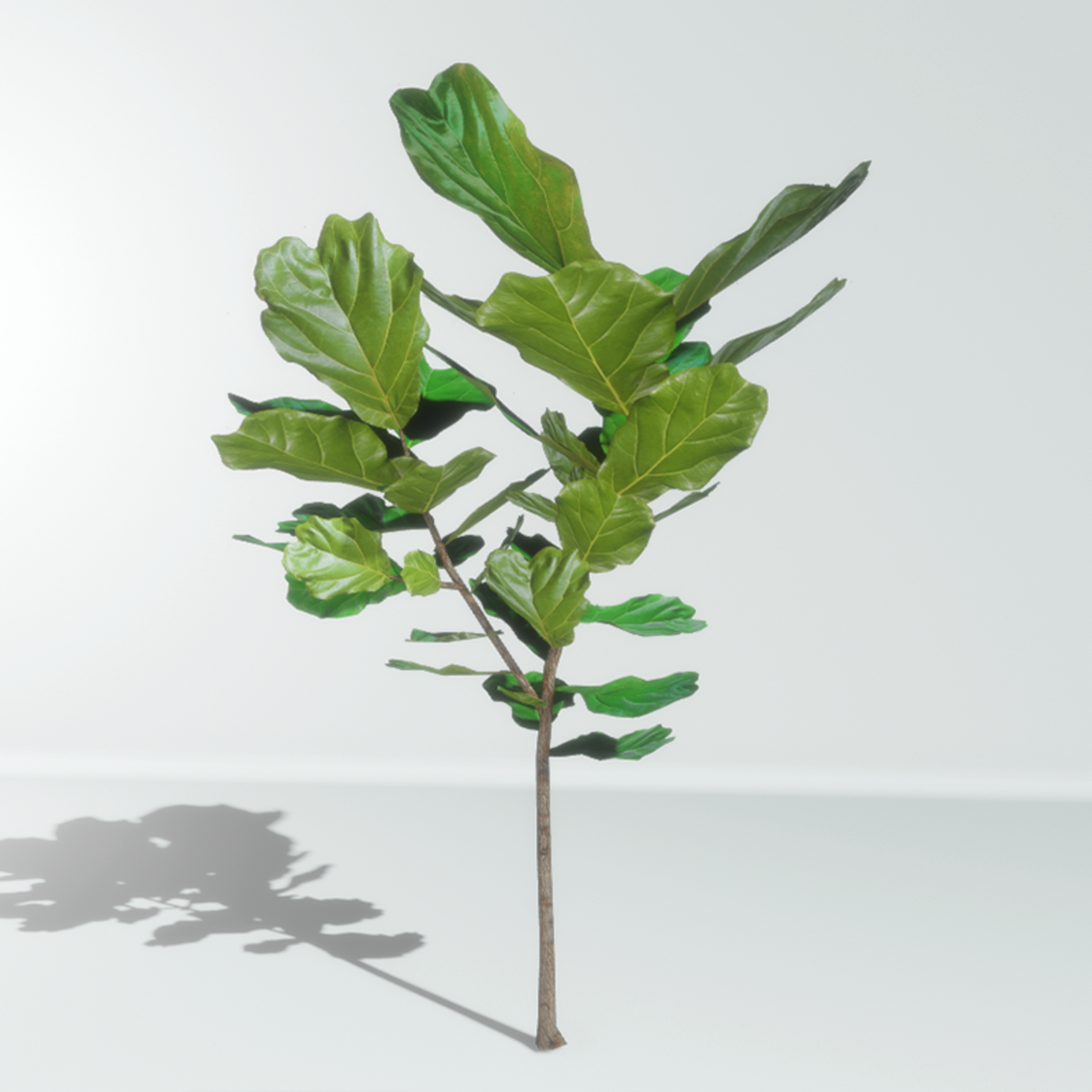 Fiddle leaf fig tree - Ficus lyrata