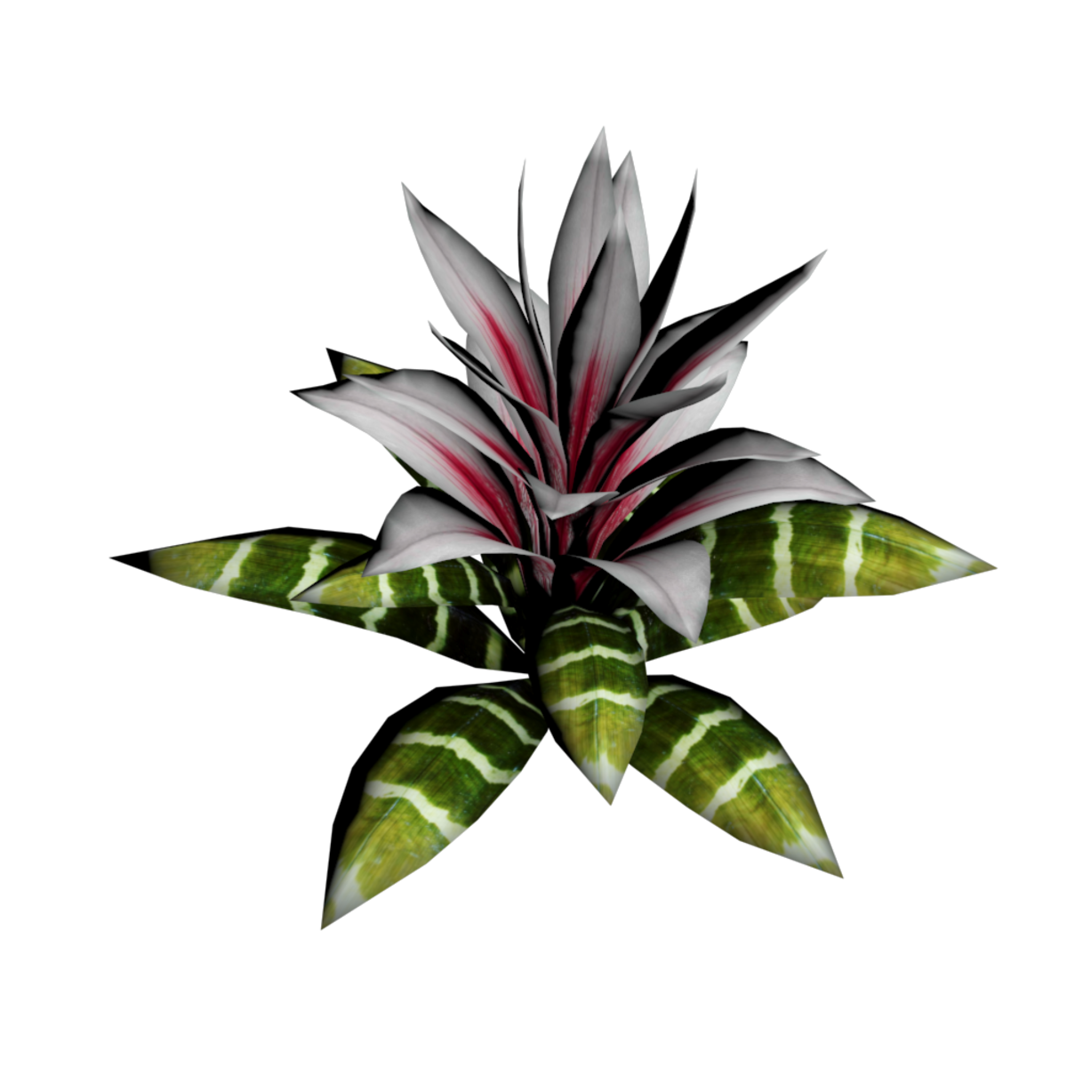 Bromeliad Plant 19