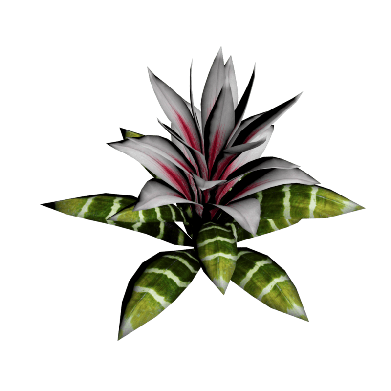 Bromeliad Plant 19