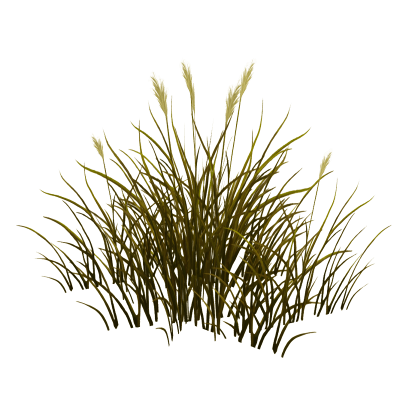 Grass Clump_Dry Flowering_Small