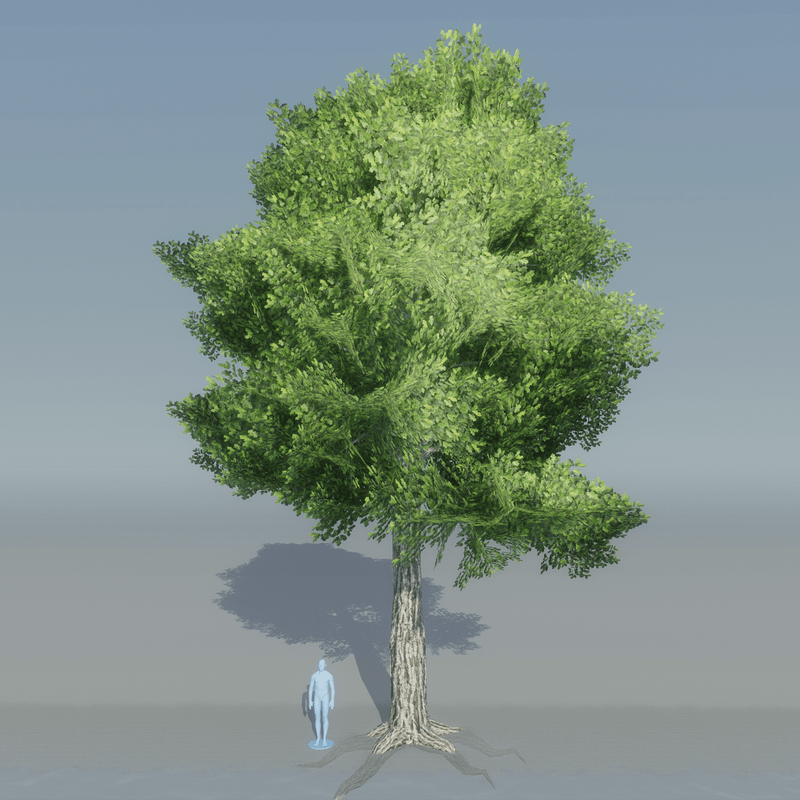 Oak Tree 5 with roots